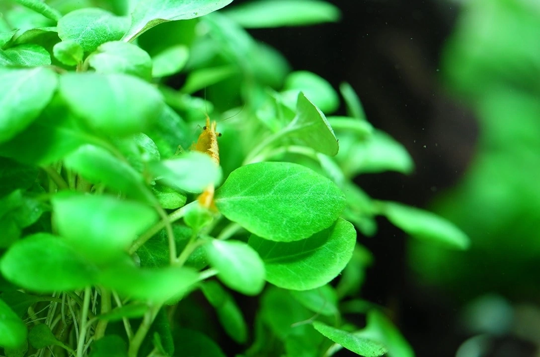 Tropica Lobelia cardinalis Mini 1-2-Grow