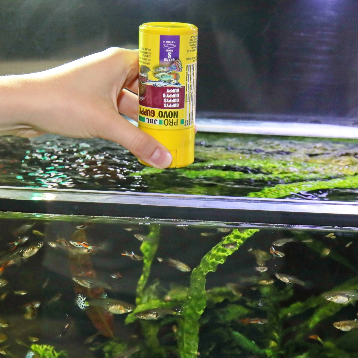 JBL ProNovo Guppy Grano S 250 ml Click
