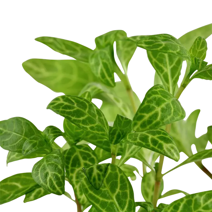 Tropica Akvarieplante i potte Hygrophila polysperma Rosanervig