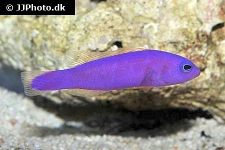 Pictichromis Porphyrea Jordbærfisk
