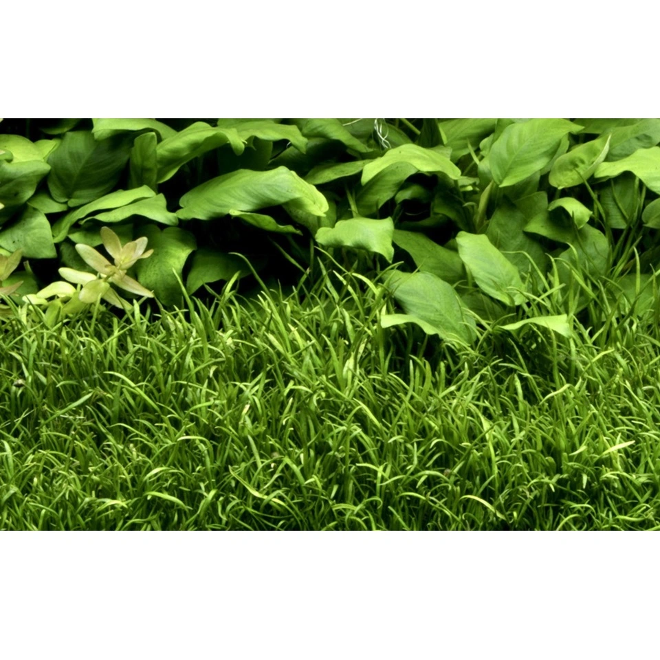Tropica Lilaeopsis brasiliensis 1-2-GROW