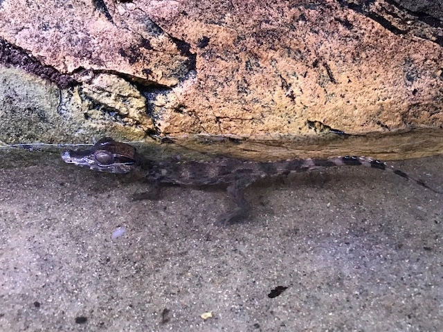 Kilehovedet Dværg kaiman (Paleosuchus Trigonatus)