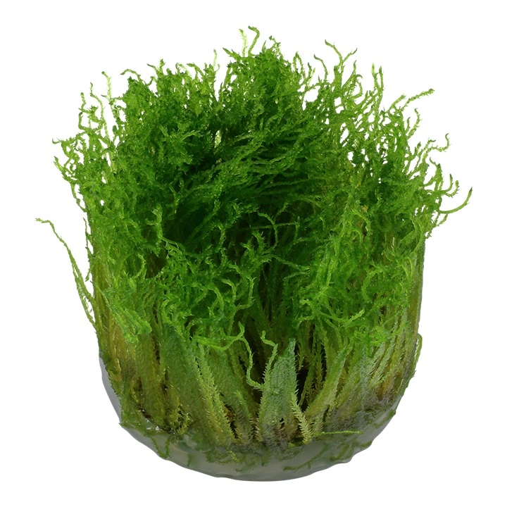 Tropica Taxiphyllum Spiky 1-2-GROW