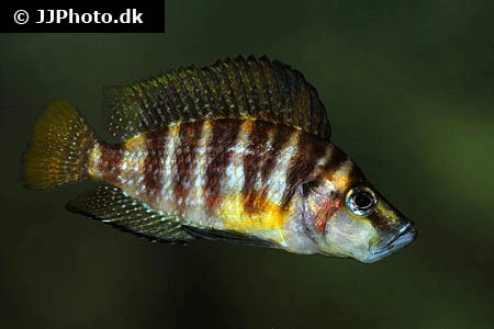 Altolamprologus compressiceps