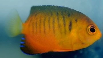 Centropyge shepardi