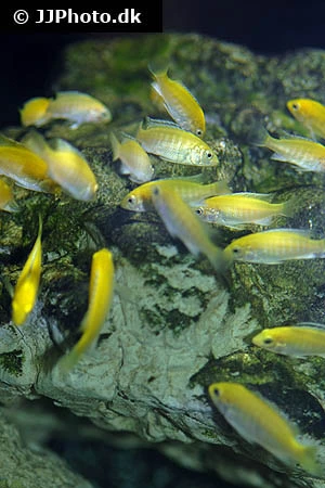Citron Cichlide (Labidochromis caeruleus) sp. Golden