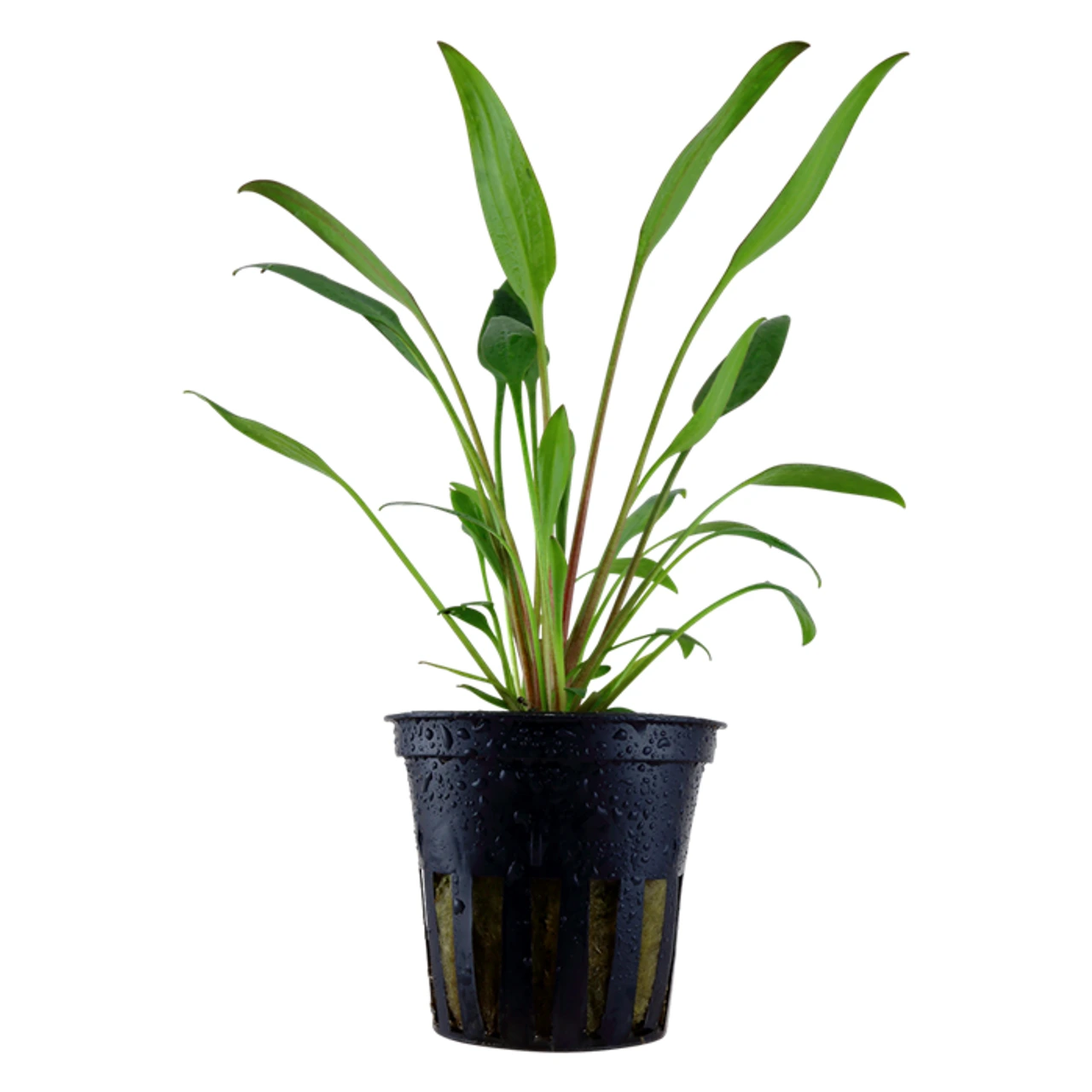 Tropica PCS Pot Cryptocoryne x willisii x 3