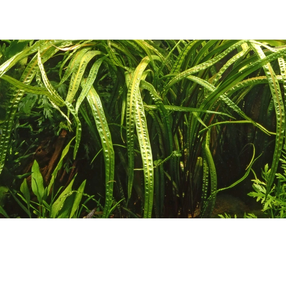 Tropica Cryptocoryne Crispatula 1-2-GROW