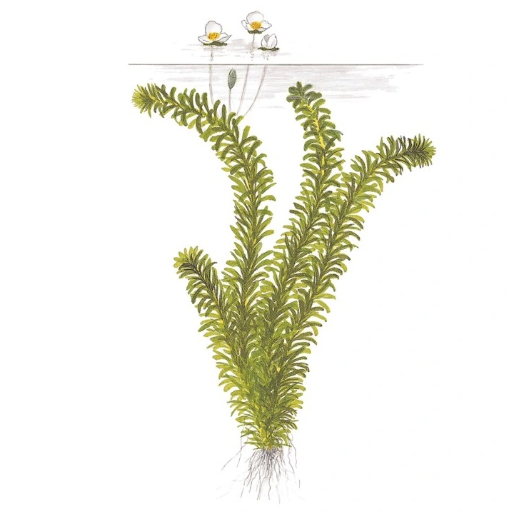 Tropica Egeria densa bundt plantestængler (Vandpest)
