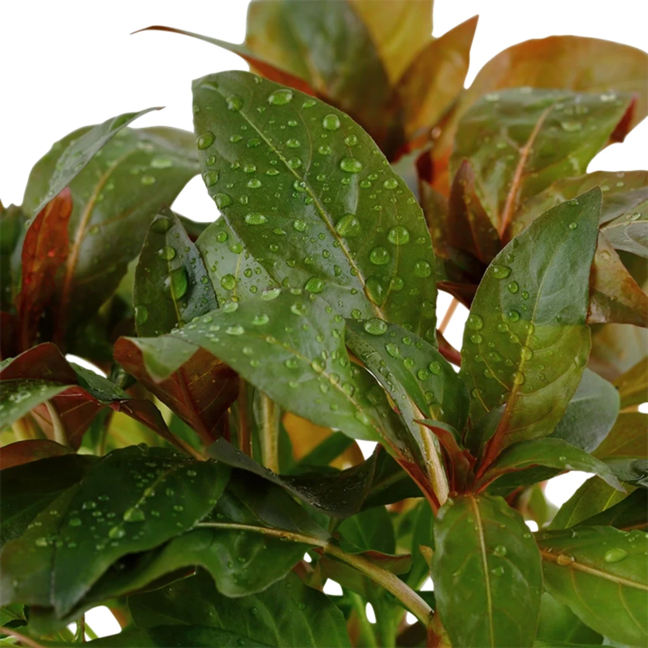Tropica Akvarieplante i potte Ludwigia glandulosa