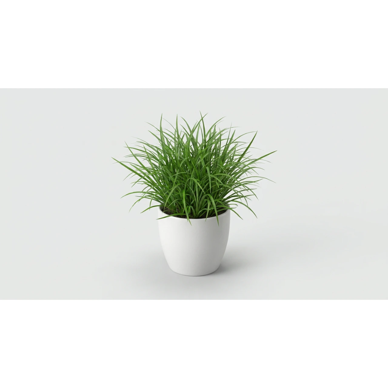 Kattegræs i potte - Cyperus Zumula