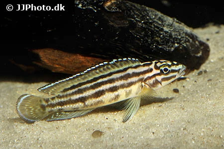 Julidochromis regani