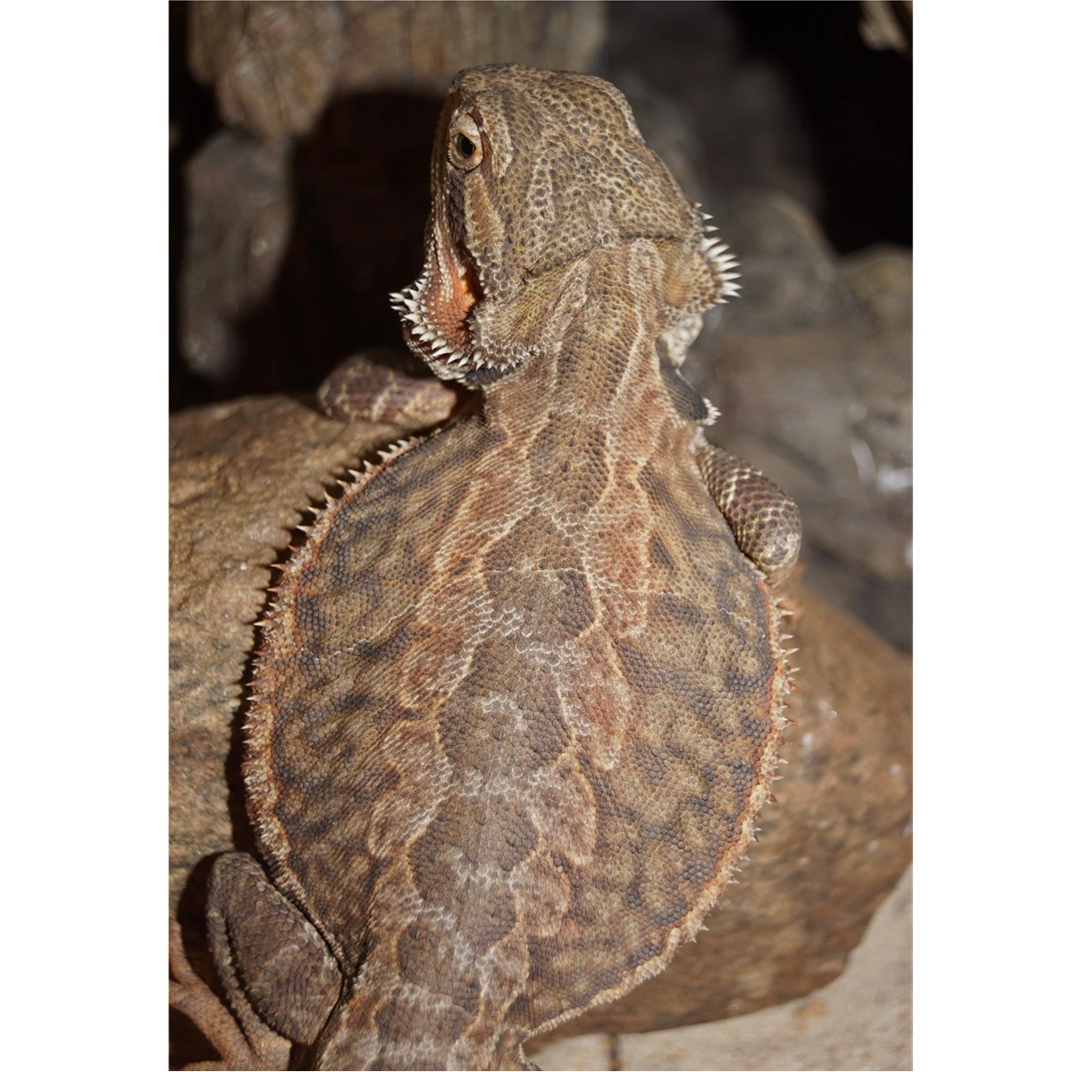 Skægagame ungdyr (Pogona Vitticeps)