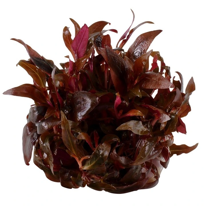 Tropica Alternanthera reineckii sp. Mini 1-2-GROW x 3