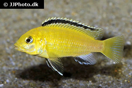Citron Cichlide (Labidochromis caeruleus) sp. Golden
