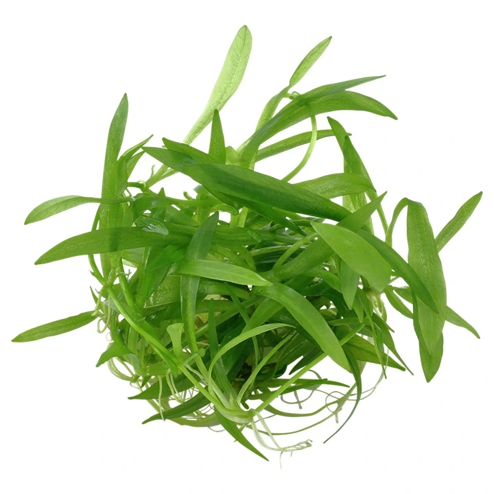 Tropica Helanthium Quadricostatus 1-2-GROW