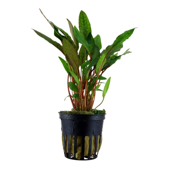 Tropica PCS Pot Cryptocoryne beckettii Petchii x 3