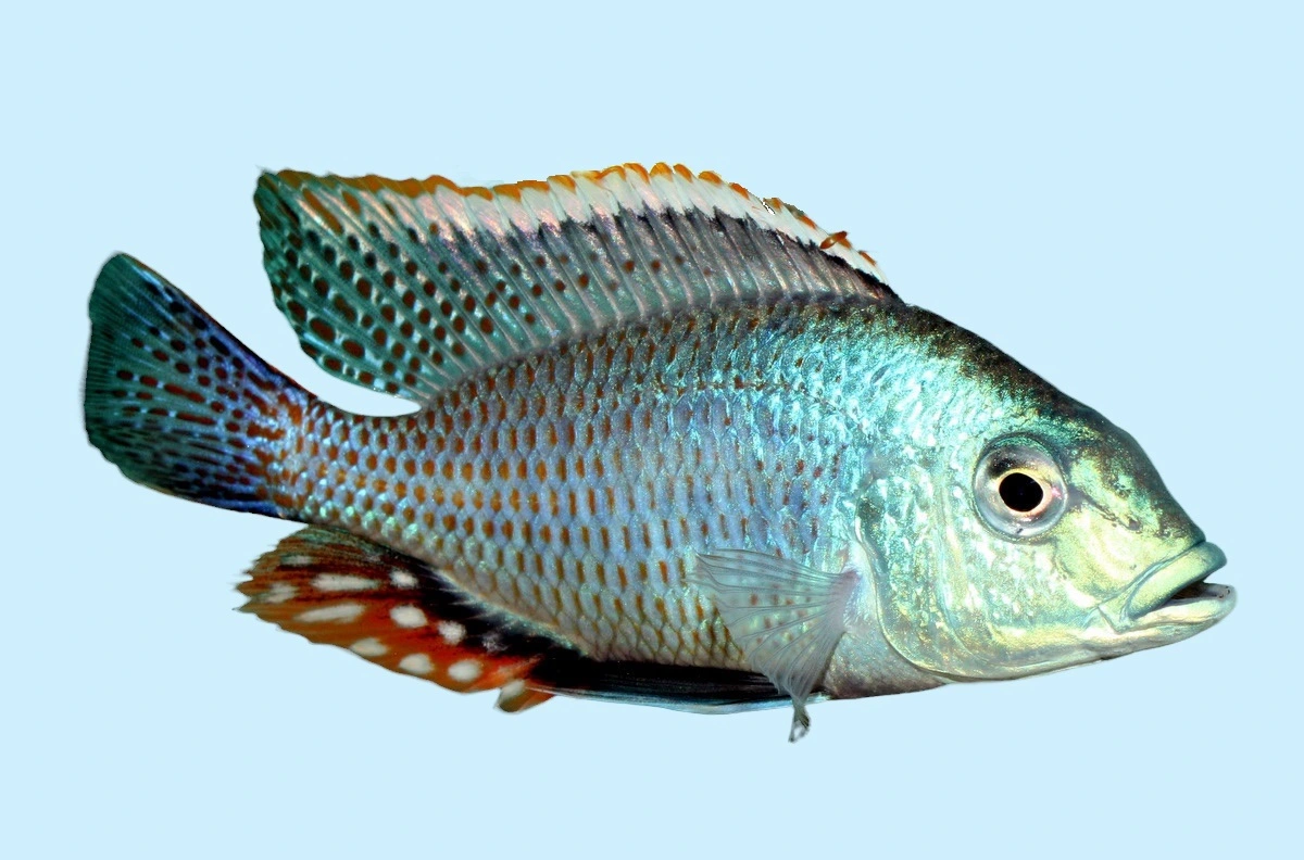 Lethrinops lethrinus 4-6 cm