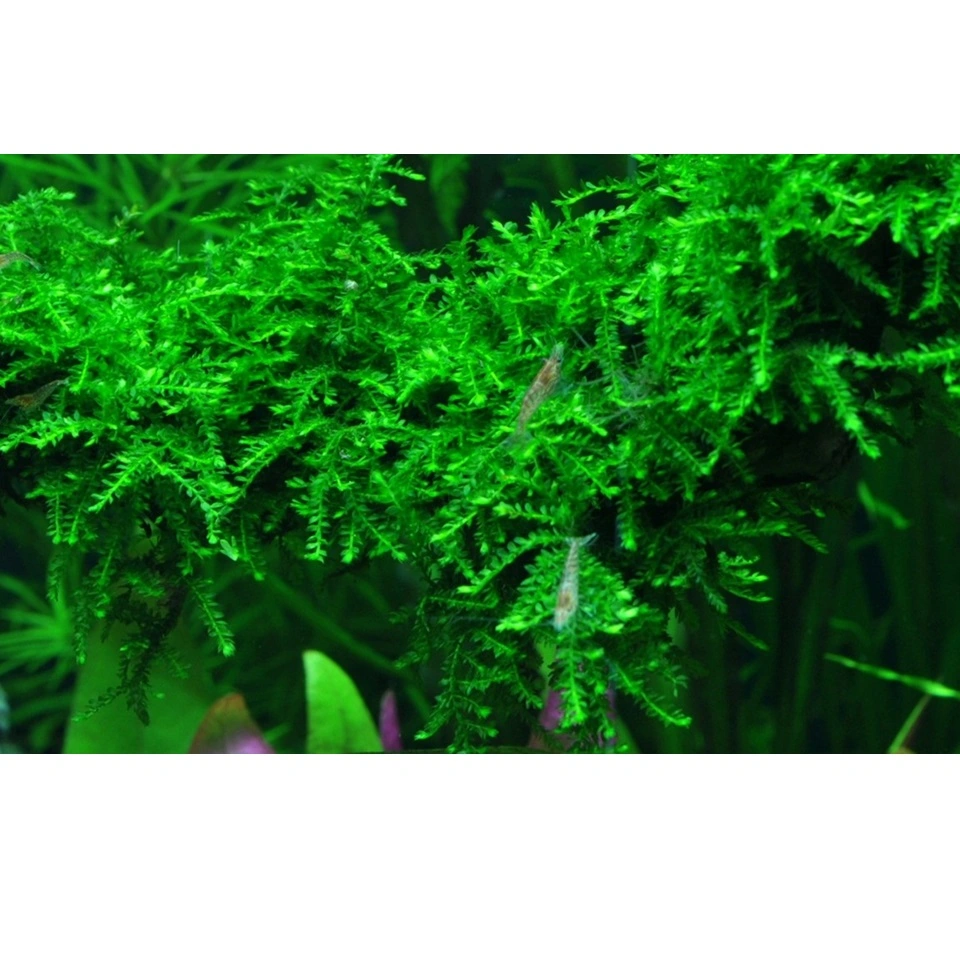 Tropica Vesicularia ferriei Weeping 1-2-GROW
