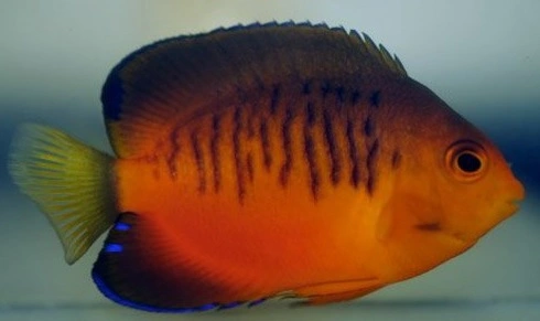 Centropyge shepardi