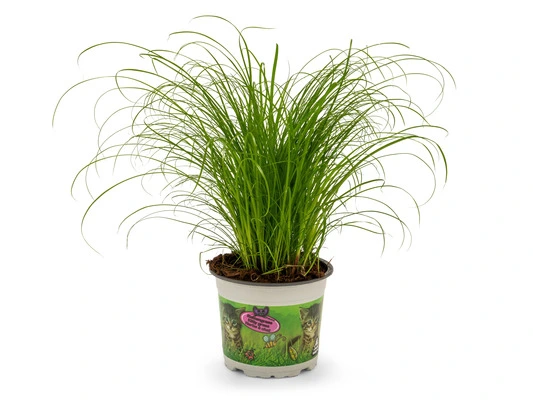 Kattegræs i potte - Cyperus Zumula