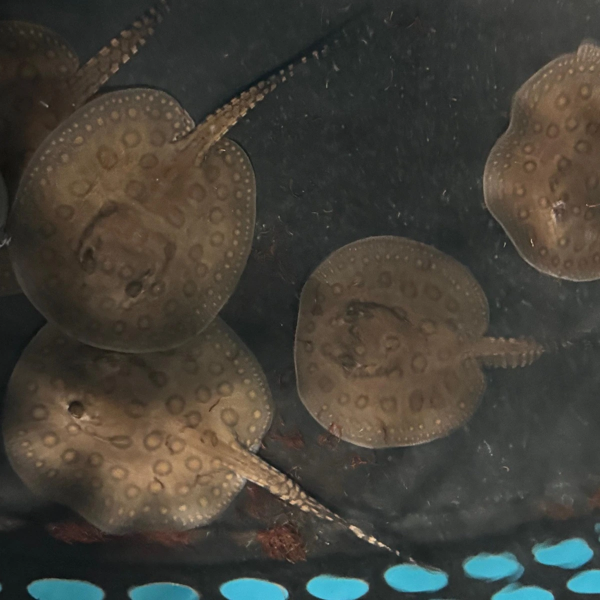 Motoro rokke (Potamotrygon motoro) unge