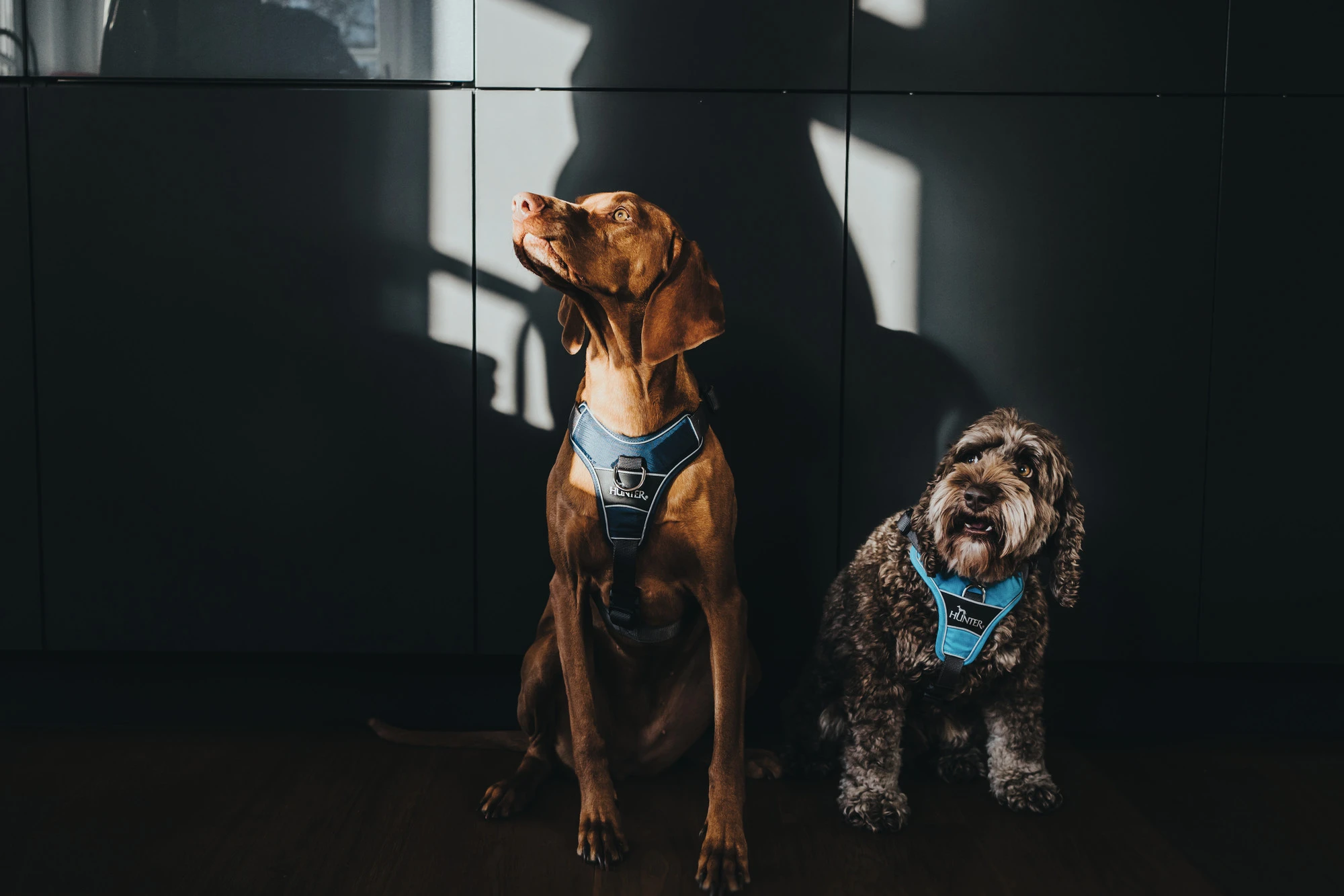 Hunter Divo hundesele S-M lyseblå/grå just mave 52-68 cm - Fleksibel støtte og komfort