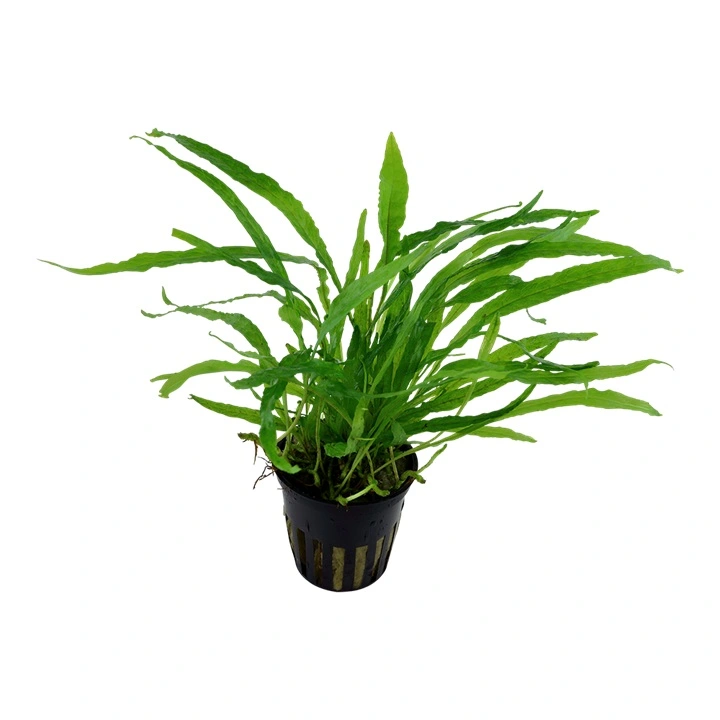 Tropica Akvarieplante i potte Microsorum pteropus Narrow