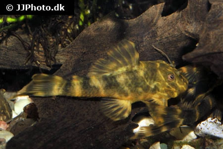 L-104 Panaqolus maccus Klovnsugemalle