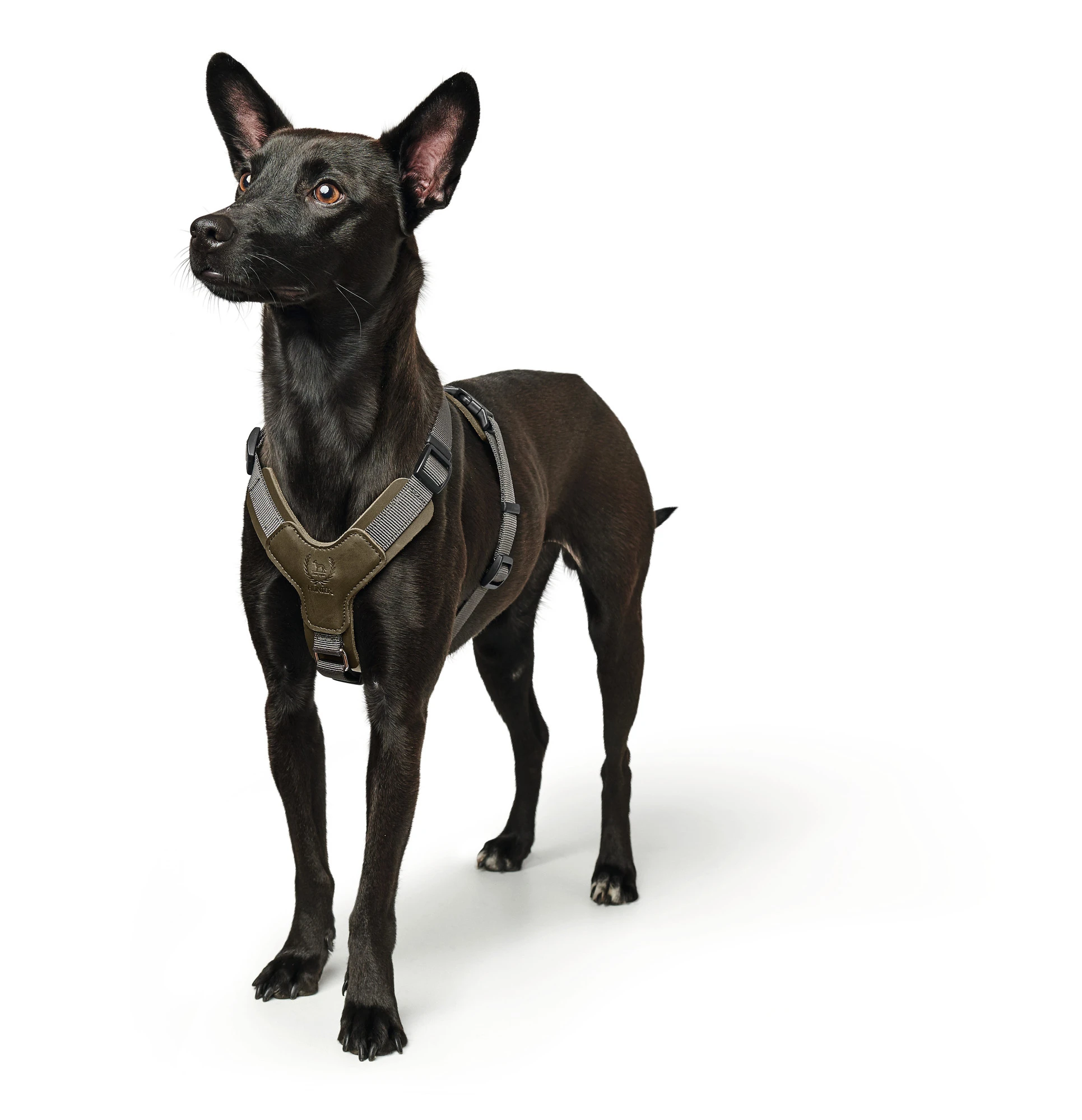 Hunter Mixed Aalborg læder hundesele XS-S grøn/grå hals 40-50 cm - komfort og kvalitet