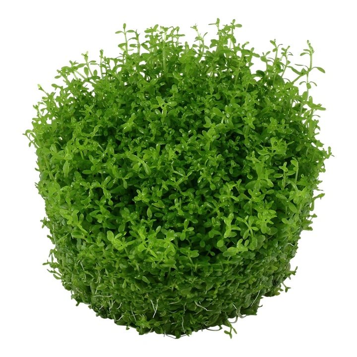 Tropica Micranthemum callitrichoides Cuba 1-2-GROW