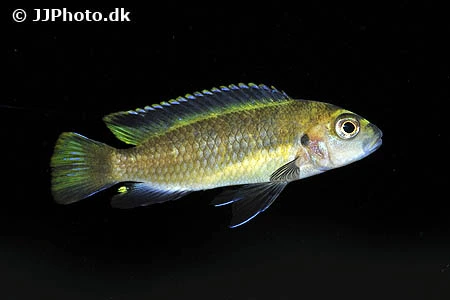 Chindongo Flavus (Tidl. Pseudotropheus Flavus)