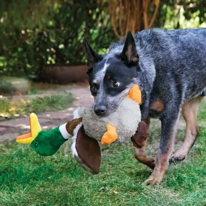 KONG Shakers Honkers Duck Large - bamse hundelegetøj med lyd