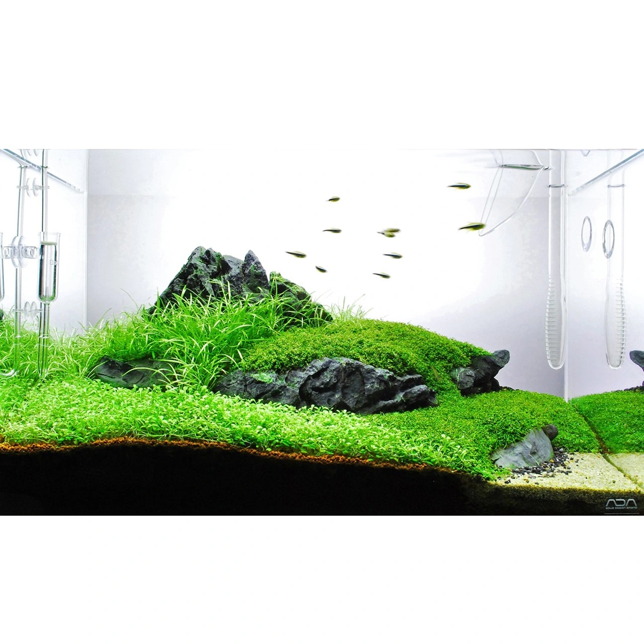 Tropica Helanthium tenellum Green 1-2-GROW