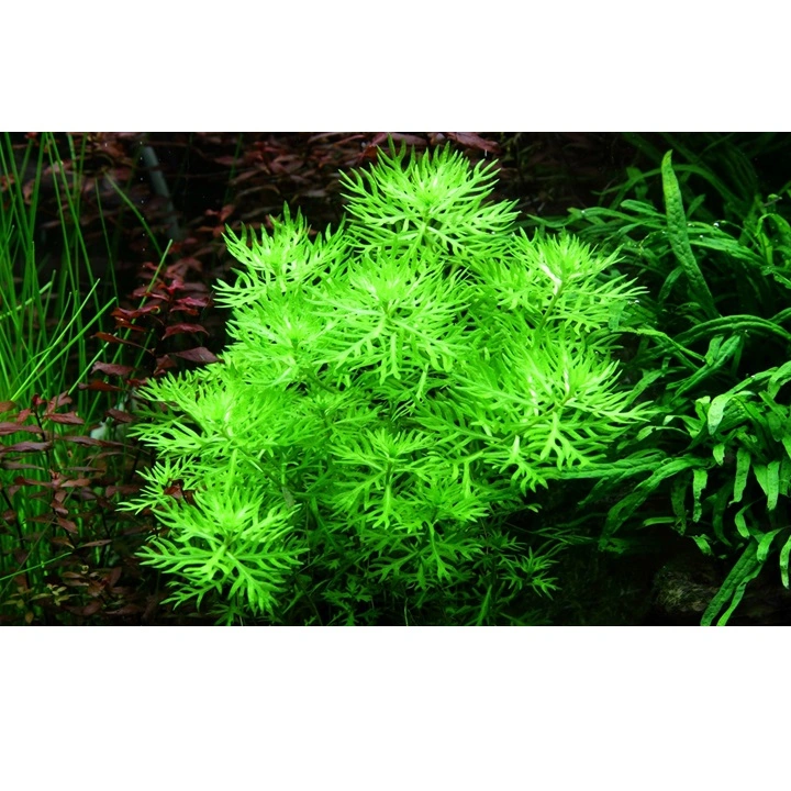 Tropica Akvarieplante i potte Hottonia palustris