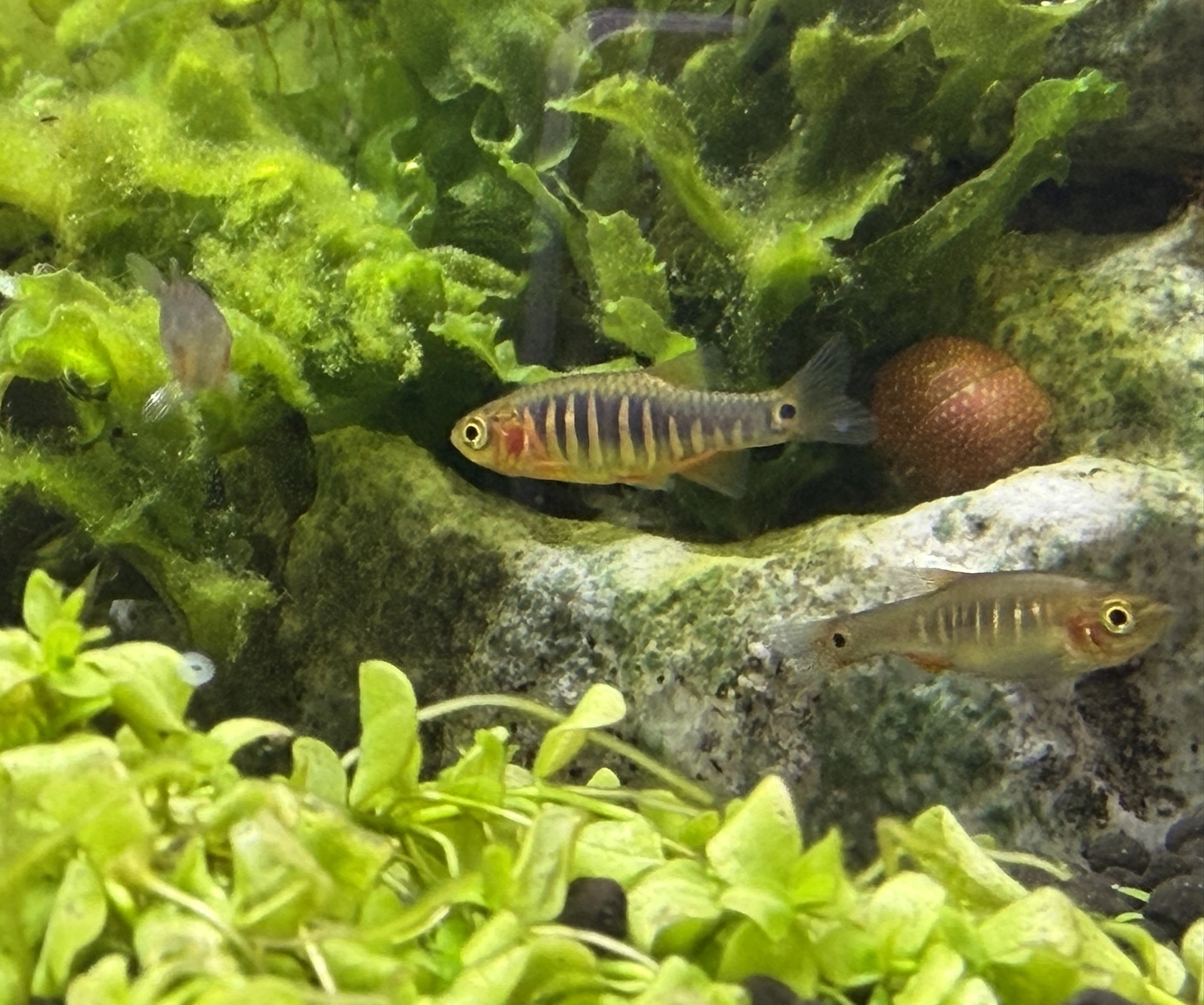 Regnbue Dværg Danio (Microrasbora erythromicron)