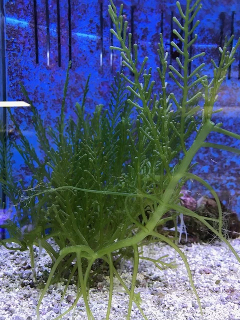 Caulerpa racemosa (alge til saltvand) Vindrue alge