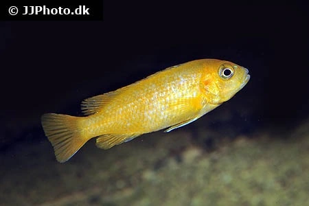 Saulosi Cichlide (Pseudotropheus saulosi) Koral rød