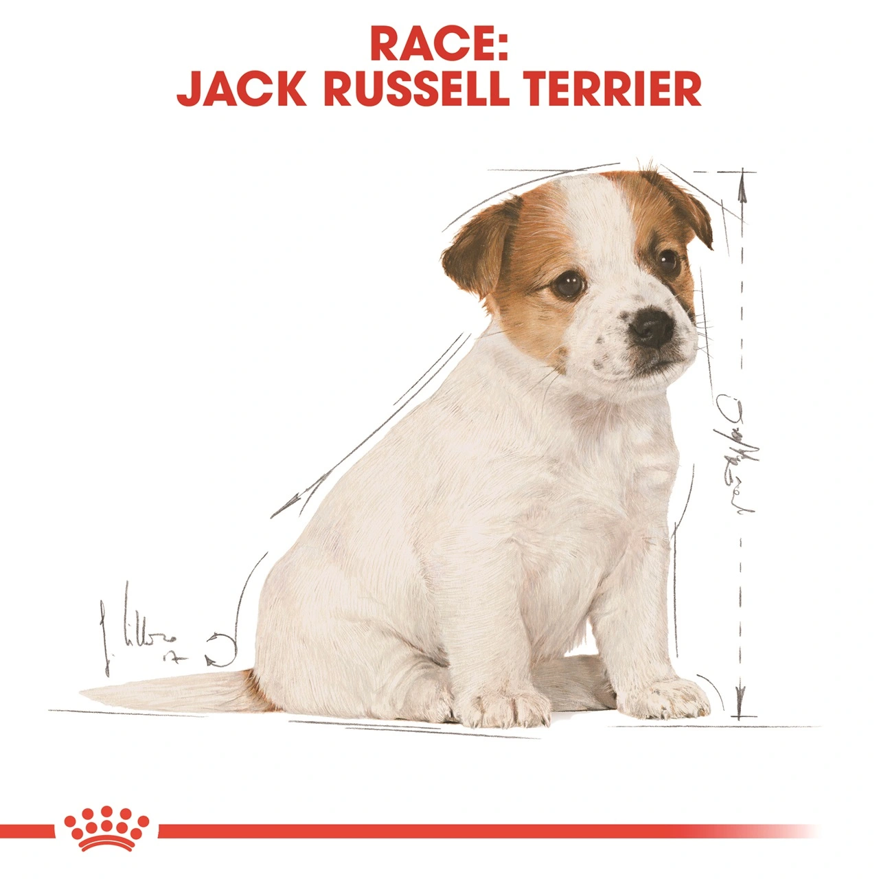 Royal Canin Jack Russell Puppy 1,5 kg - hvalpefoder til energi og vækst