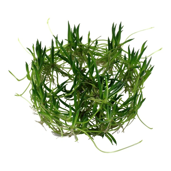 Tropica Littorella uniflora 1-2-GROW x 3