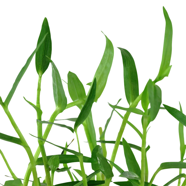 Tropica Akvarieplante i potte Murdannia keisak
