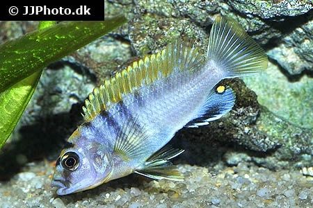 Labidochromis Hongi Red Top