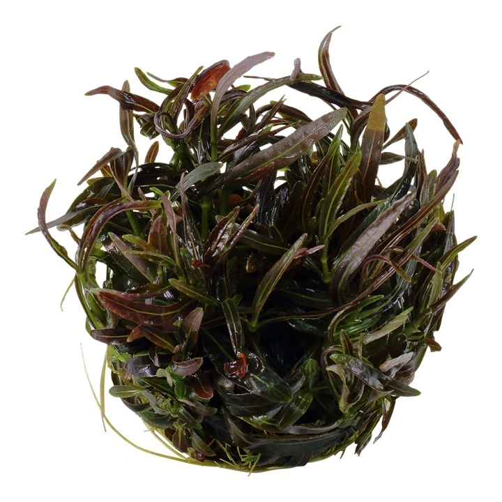 Tropica Hygrophila 'Araguaia' 1-2-GROW x 3