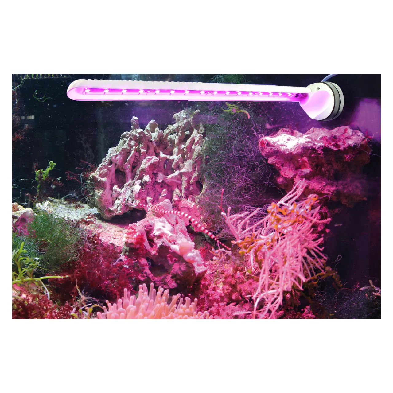 Tunze LED eco chic Refugium 8831 - Effektiv LED til refugium og sump