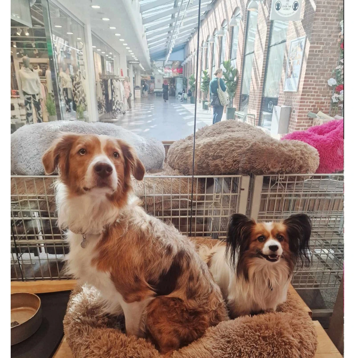 Cushion Krems fluffy rund hundeseng large mørkebrun