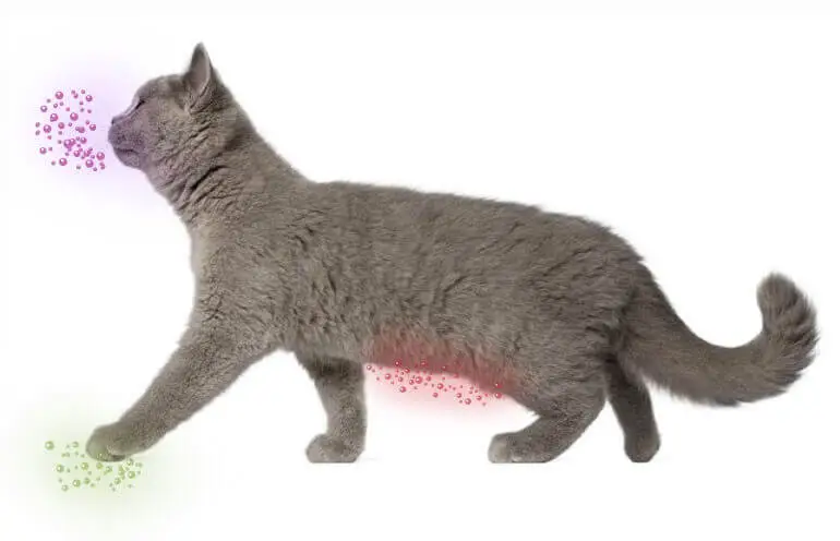Feliway Classic diffusor med flaske 48 ml