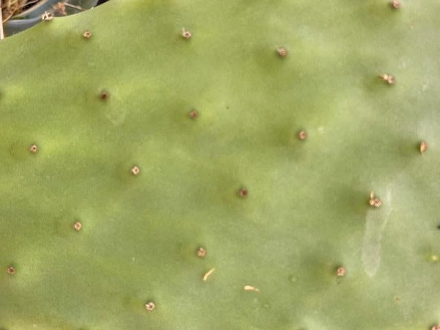 Figenkaktus til landskildpadder (Opuntia ficus indica)