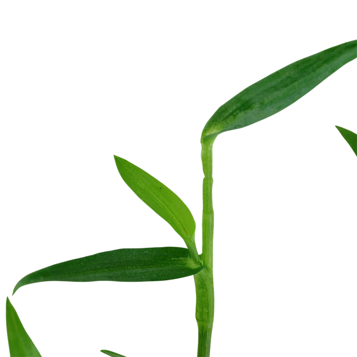 Tropica Akvarieplante i potte Murdannia keisak
