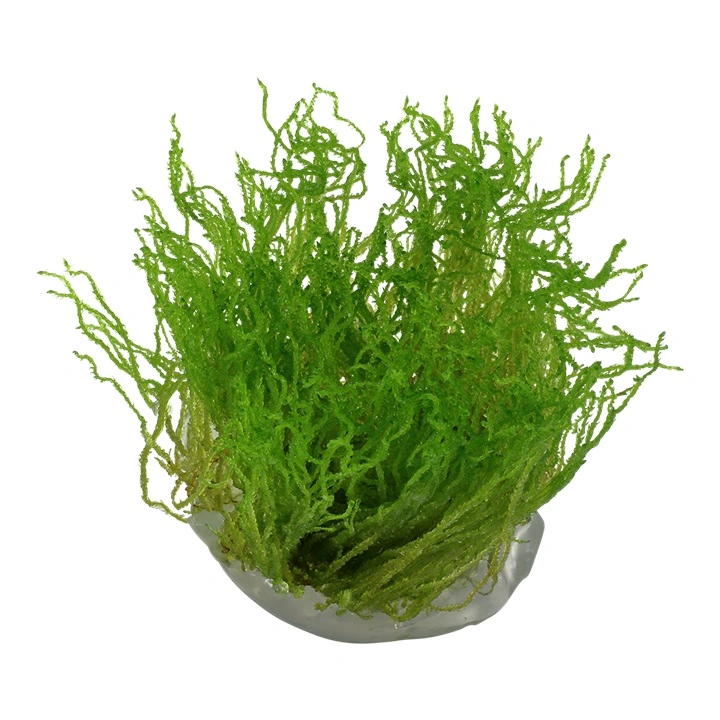 Tropica Taxiphyllum sp. Flame 1-2-GROW