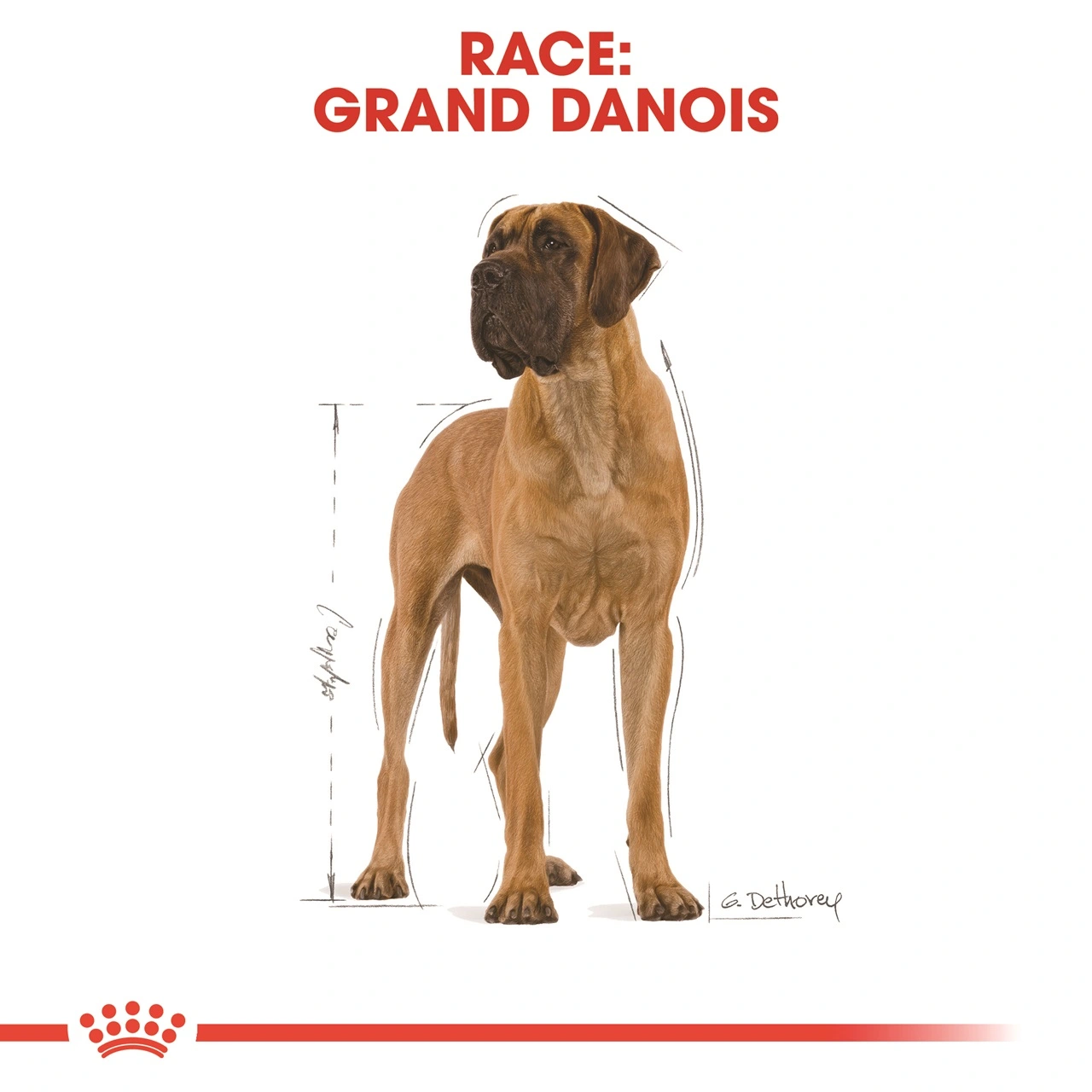 Royal Canin Great Dane Adult 12 kg - tørfoder til voksne hunde